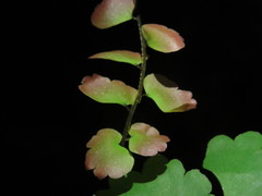 Adiantum soboliferum