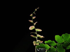Adiantum soboliferum