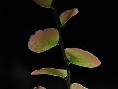Adiantum soboliferum