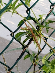 Tenodera sinensis