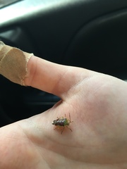 Elasmostethus interstinctus