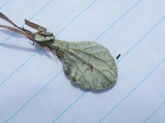 Arctotis arctotoides