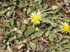 Arctotis arctotoides