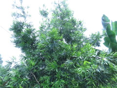 Podocarpus nakaii