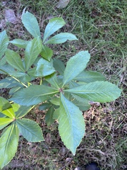 Pseudopanax lessonii