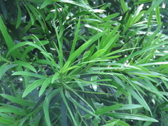 Podocarpus nakaii