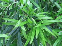 Podocarpus nakaii