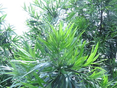 Podocarpus nakaii