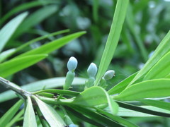 Podocarpus nakaii