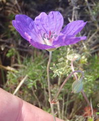Geranium incanum multifidum