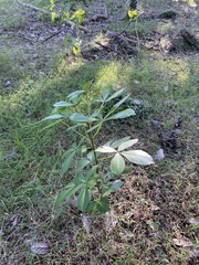 Pseudopanax lessonii