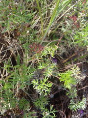 Geranium incanum multifidum