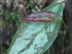 Smilax glabra