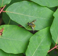Sericomyia chrysotoxoides image