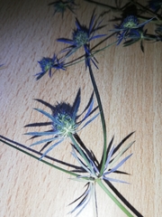 Eryngium tenue