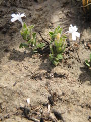 Dyschoriste setigera