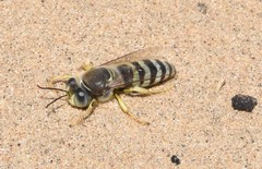 Bembix pallidipicta