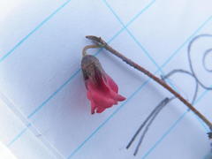 Hermannia erodioides