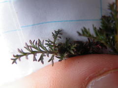 Hermannia erodioides