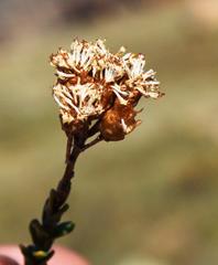 Athanasia microphylla
