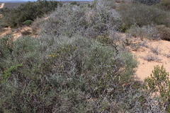 Chrysocoma longifolia