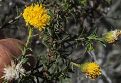 Chrysocoma longifolia