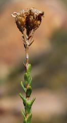 Athanasia microphylla