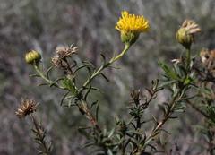 Chrysocoma longifolia