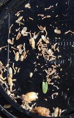 Athanasia microphylla