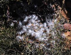 Protea scolopendriifolia
