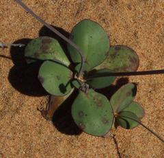 Gymnodiscus capillaris