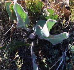 Protea scolopendriifolia