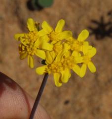 Gymnodiscus capillaris