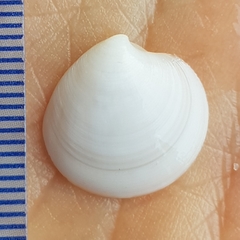 Dosinia lupinus