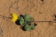 Gymnodiscus capillaris