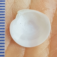 Dosinia lupinus