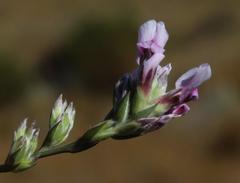 Amphithalea cedarbergensis