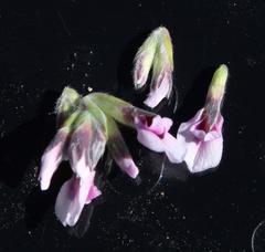 Amphithalea cedarbergensis