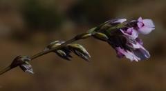 Amphithalea cedarbergensis