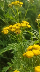 Tanacetum vulgare