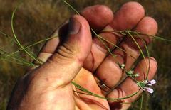 Amphithalea cedarbergensis