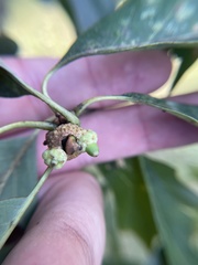 Callirhytis glandulus