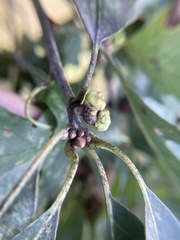 Callirhytis glandulus