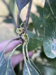 Callirhytis glandulus