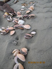 Dosinia anus