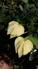 Dalechampia capensis