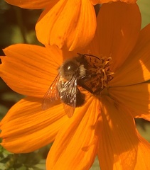 Bombus impatiens