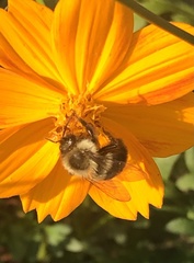 Bombus impatiens