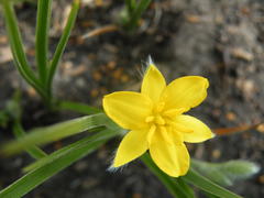 Hypoxis acuminata
