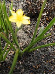 Hypoxis acuminata